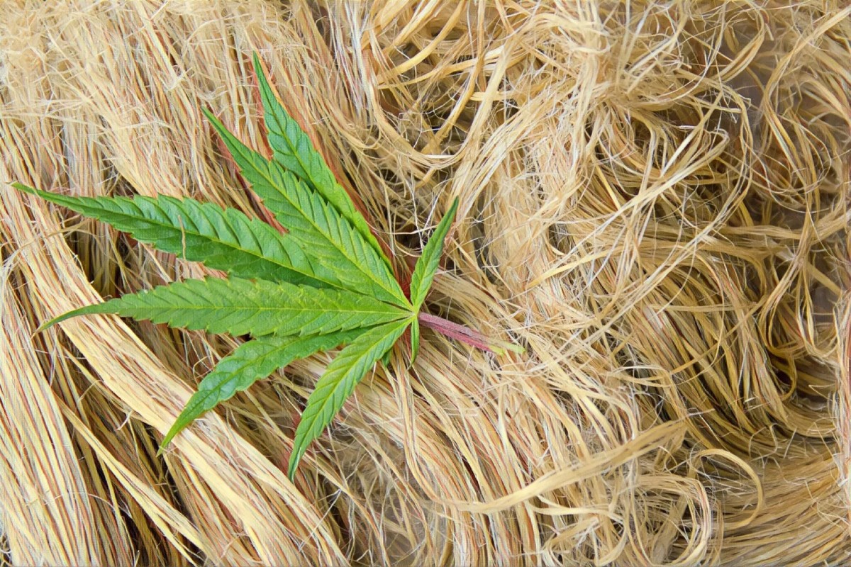 As diferenças entre maconha e cânhamo