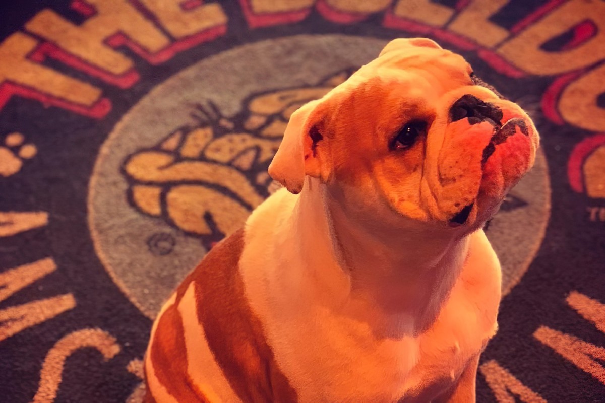 Foto de um buldogue em cima do logo da The Bulldog, ilustrando Joris o cachorro mascote da marca